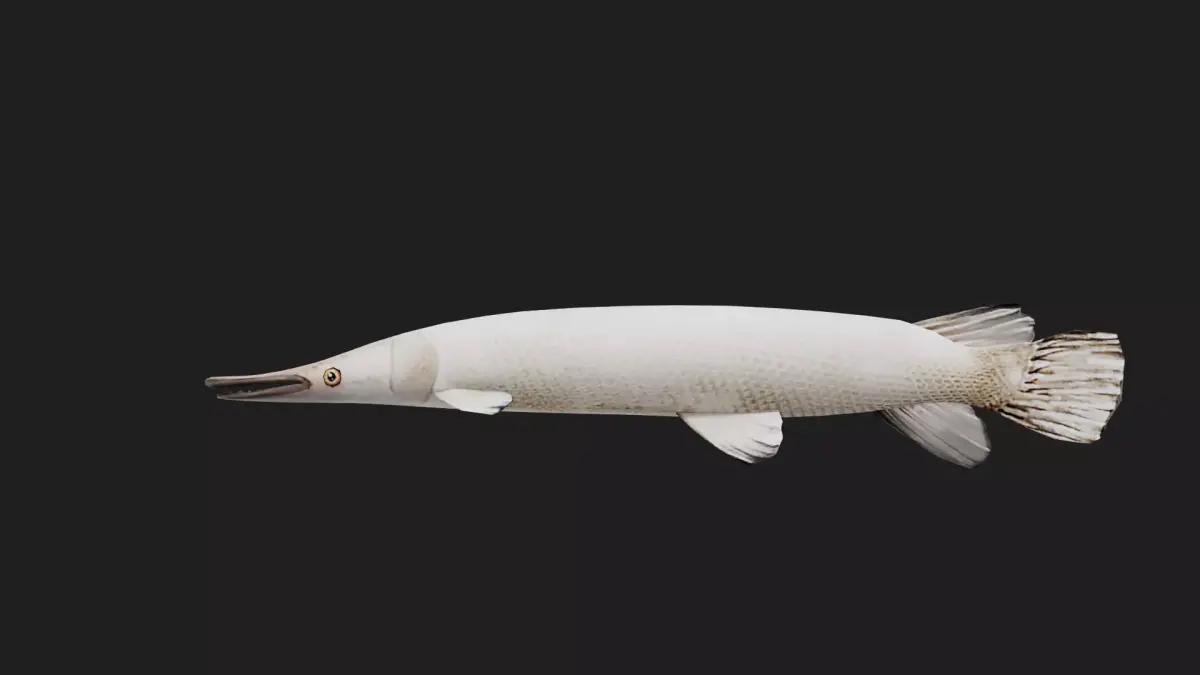 Gar fish Low-poly 3D model