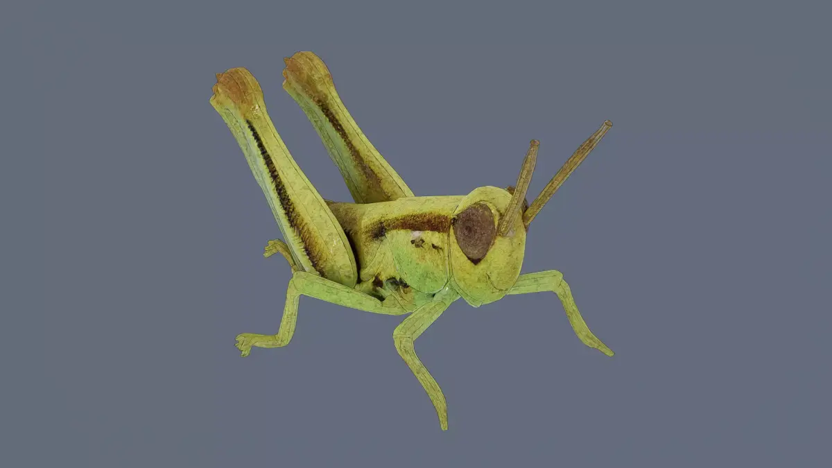Grasshopper nymph Low-poly 3D model