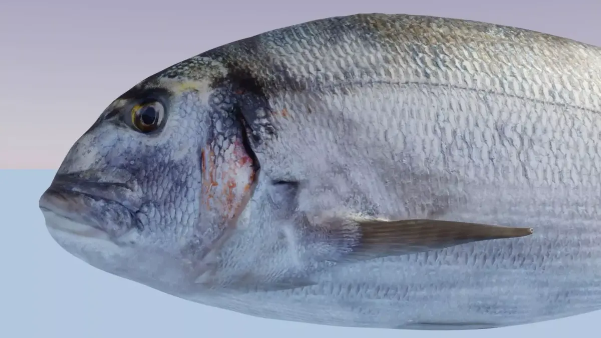 Gilthead Sea Bream Photorealistic fish model rigged animated Low-poly 3D model