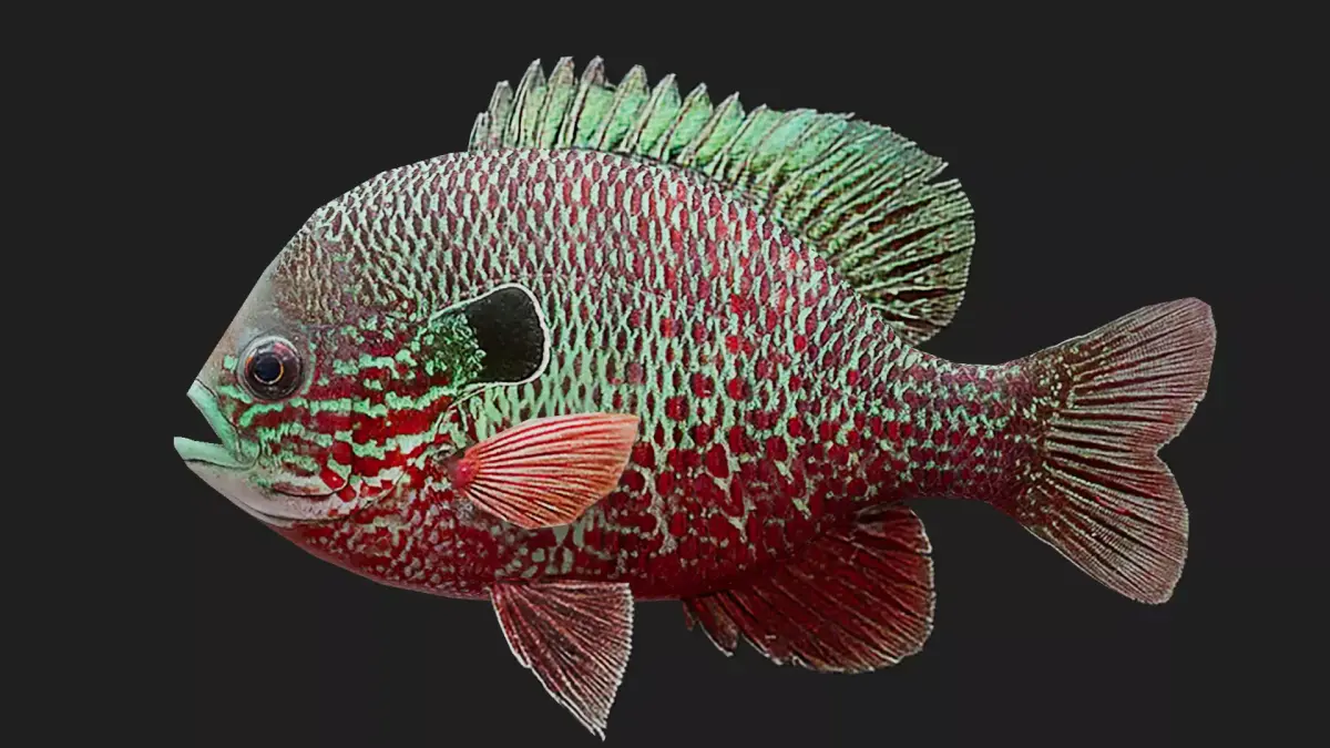 Panfish Low-poly 3D model order