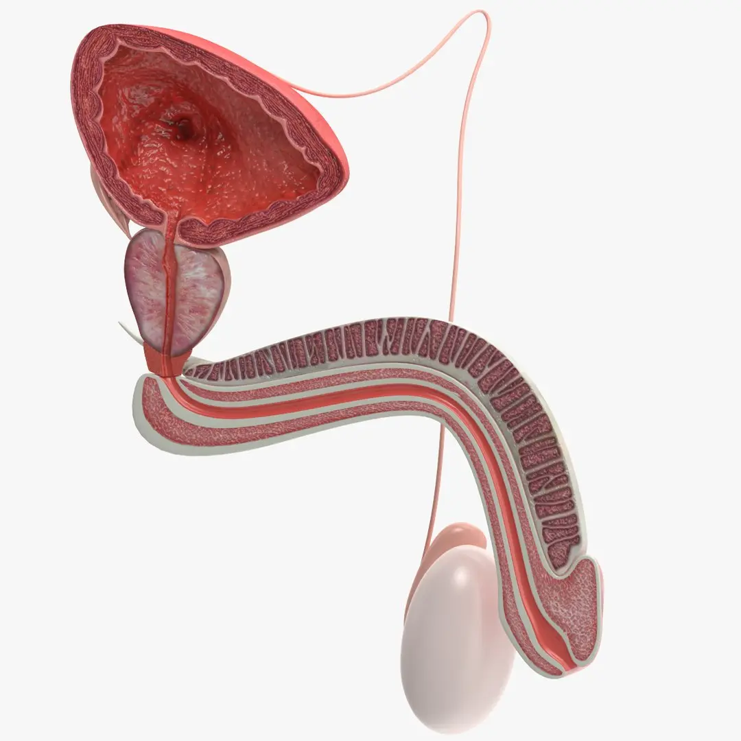  Male Reproductive System 