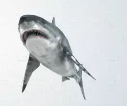 shark great jigsaw puzzle 3D model