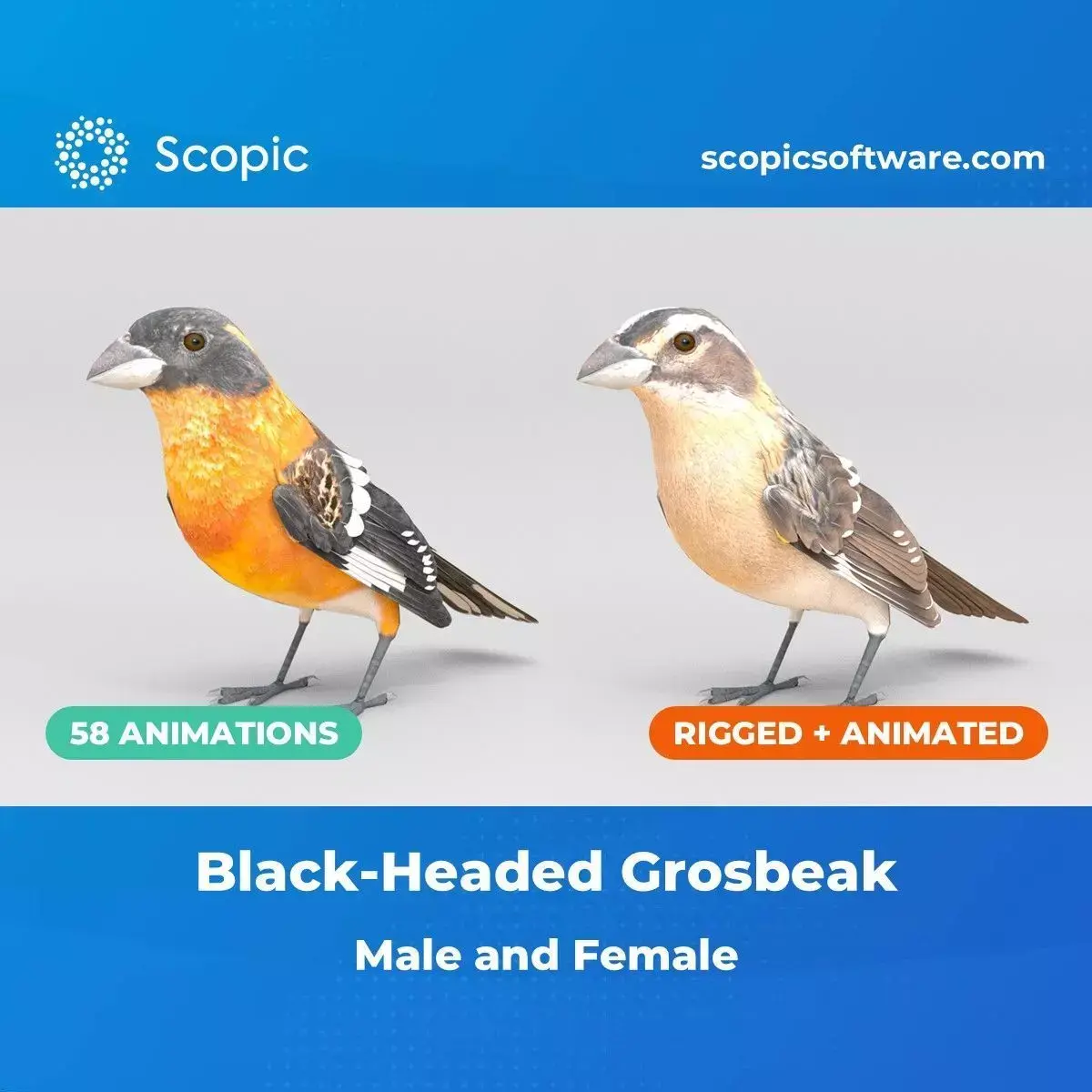 3D Bird Pack Black Headed Grosbeak Male and Female Low-poly 3D model