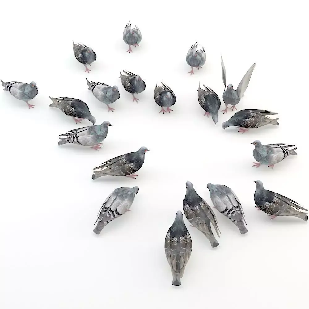 Pigeon Low-poly 3D model get