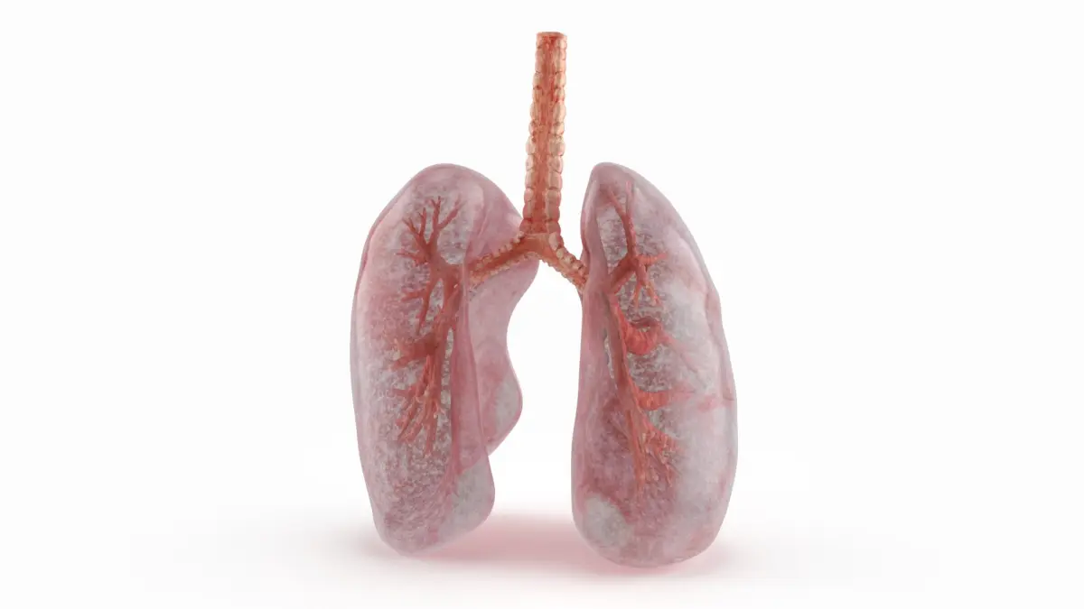 Transparent Lung Anatomy with Vascular Tree 3D model