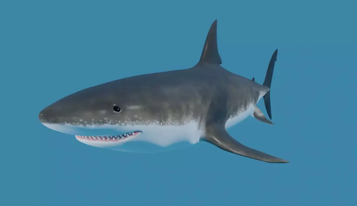 Shark - Tubarao Low-poly 3D model