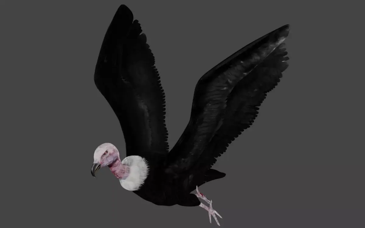 Vulture low poly fully rigged 2 Low-poly 3D model