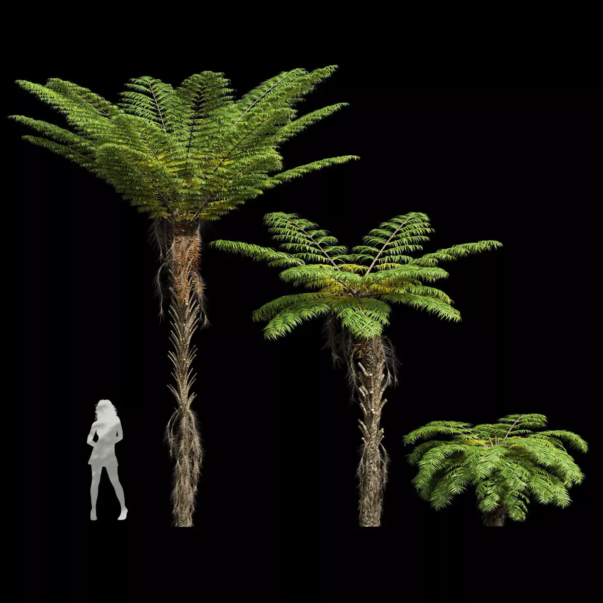 Spinulosa Fern Decorative 3 trees Free 3D model