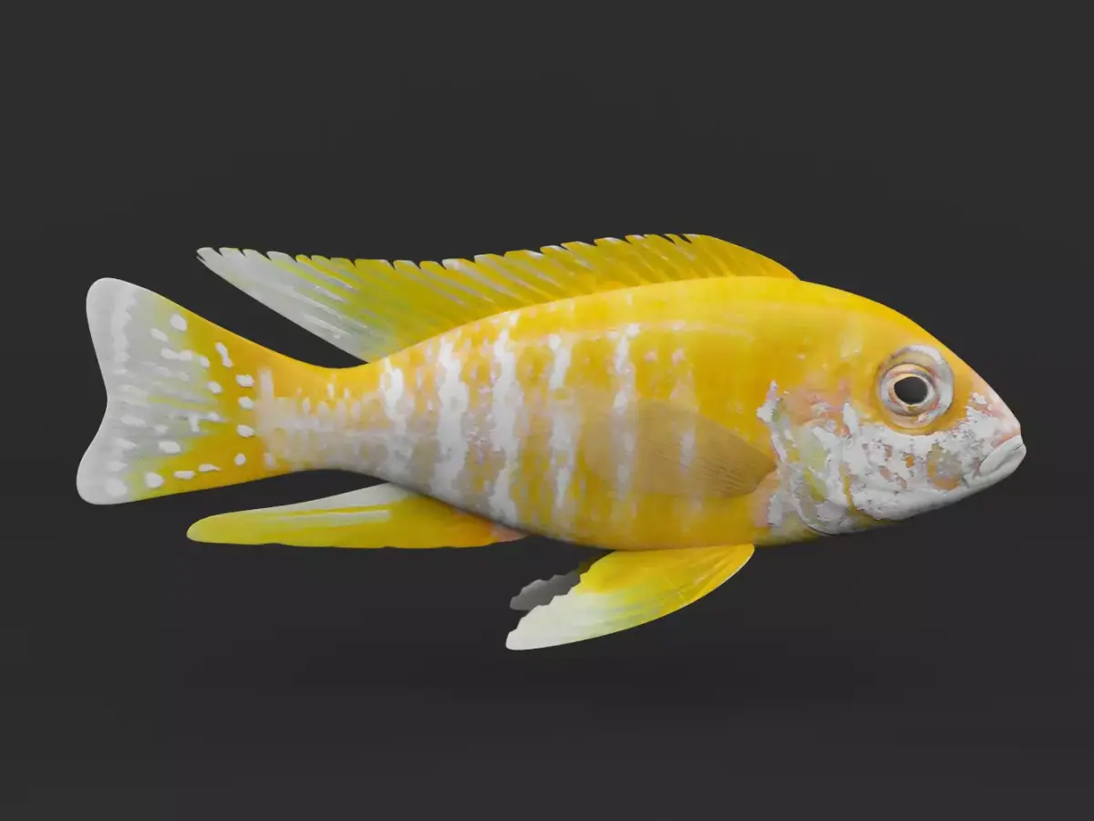 Cichlid Fish 3D model purchase