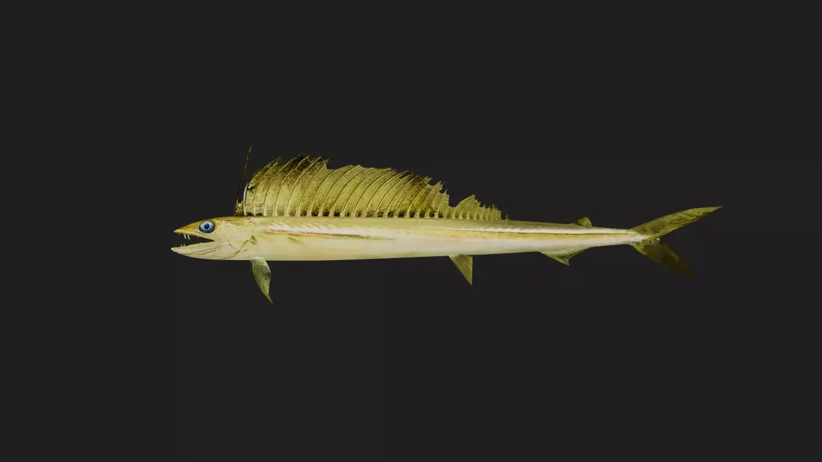 Lancet fish Low-poly 3D model