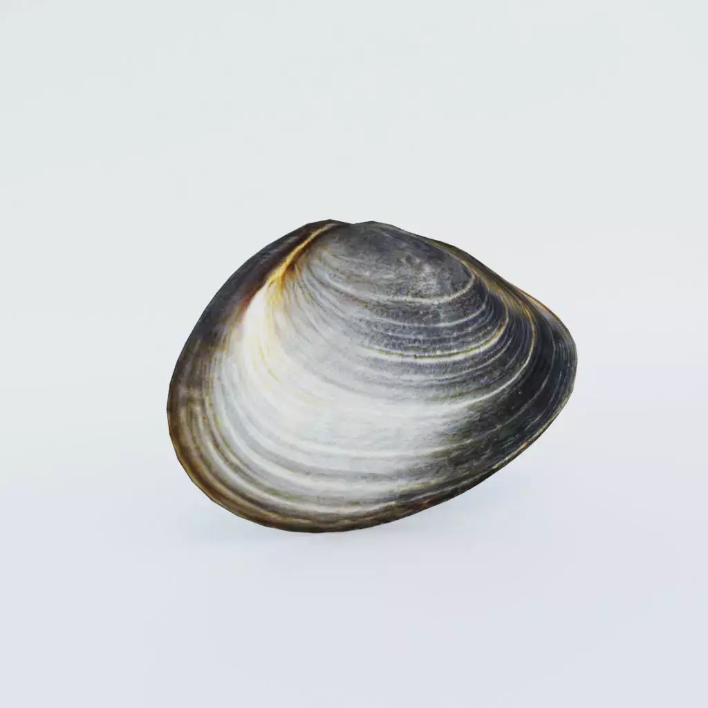 Clam Shellfish Free 3D model