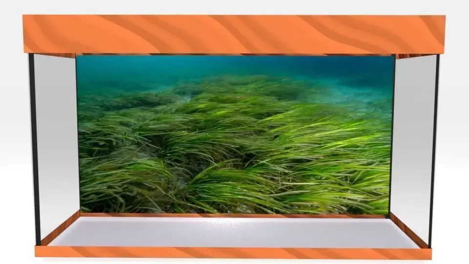 aquarium glass case with grass in it Low-poly 3D model