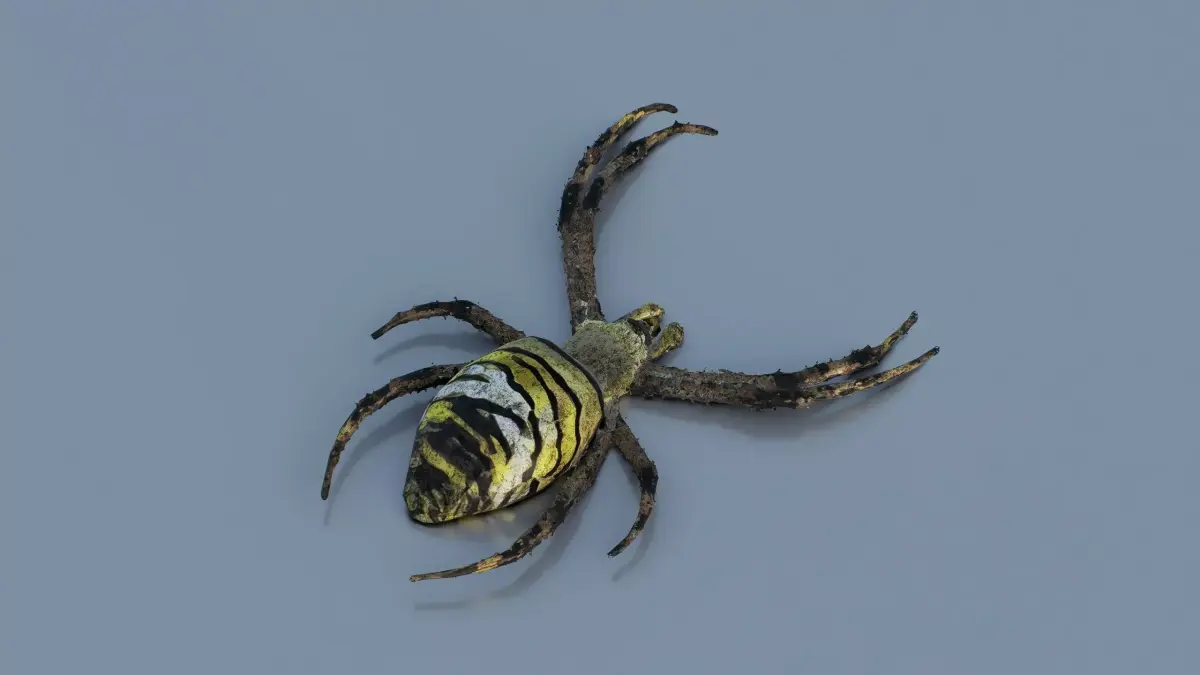 Orb-weaver spider Low-poly 3D model