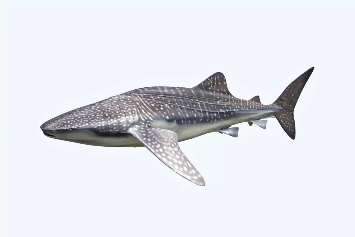 Whale Shark 3D model get