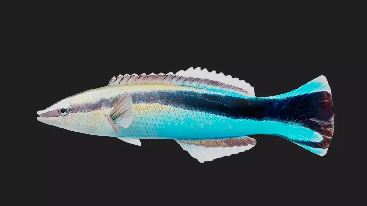 Wrasse Low-poly 3D model order