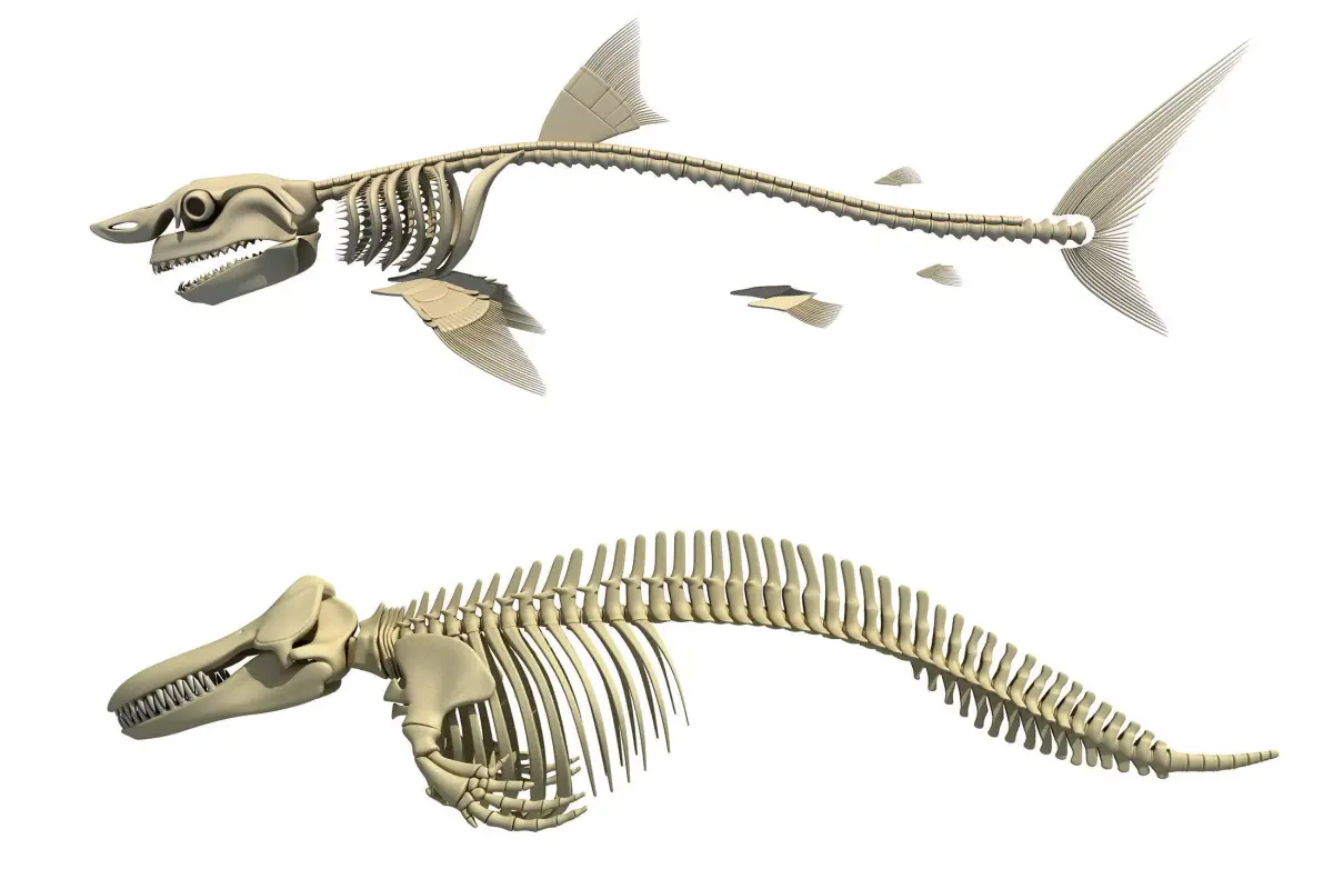 3D Sharks Skeletons 3D model