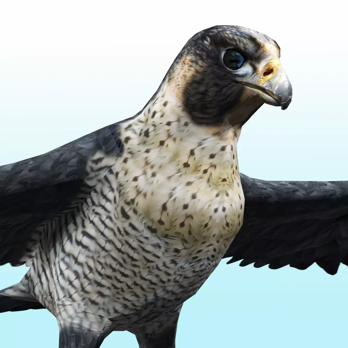 Falcon Bird Low-poly 3D model