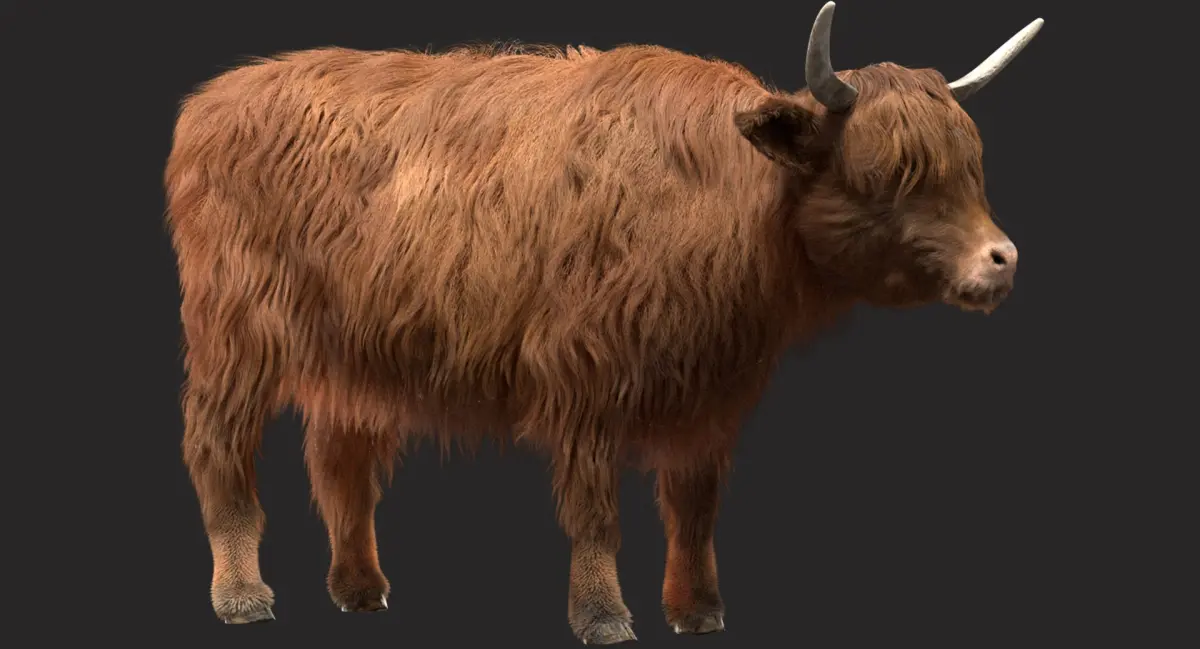 Highland Cow (Rigged) 3D model