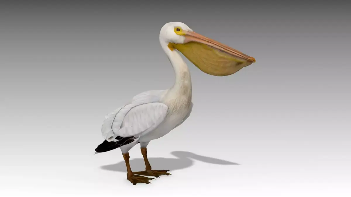 Pelican with beak Low-poly 3D model