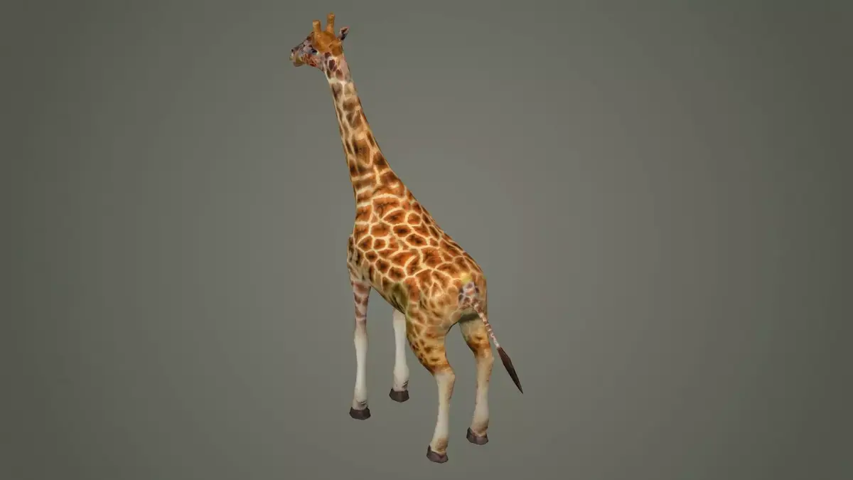 giraffe illustration wildlife anatomy mammal nature  zoo animals 3D model