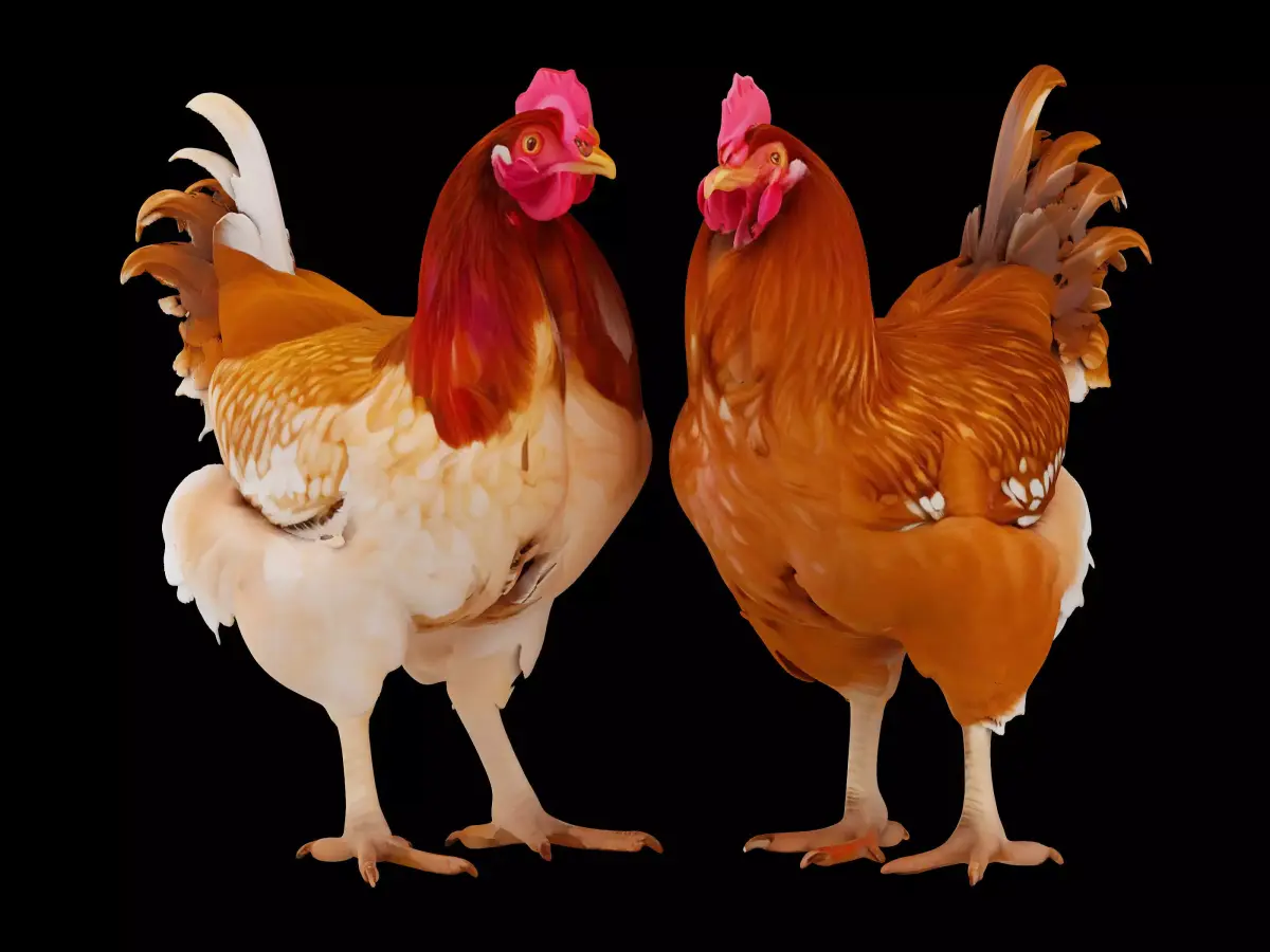 Chicken 3D model purchase
