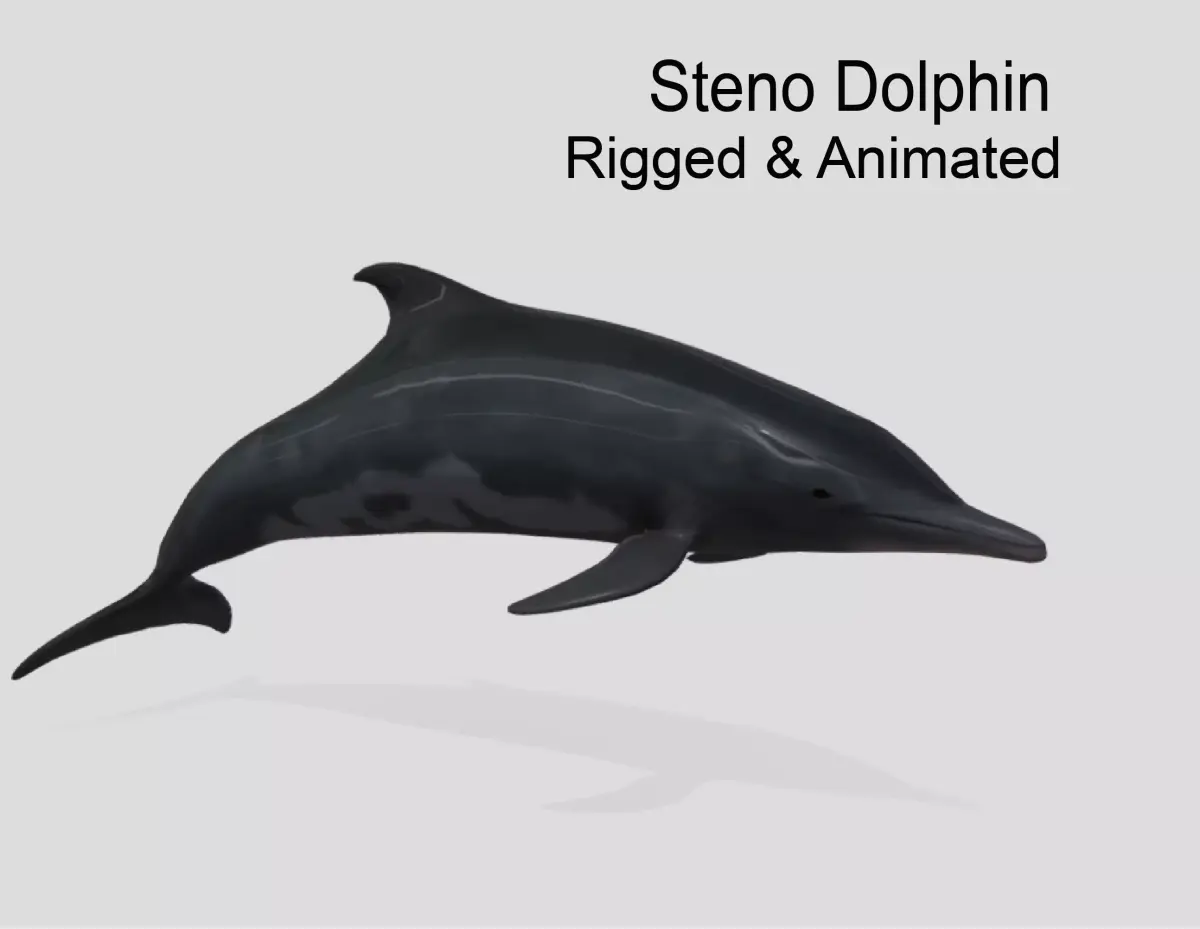 Steno Dolphin Animated Low poly Low-poly 3D model