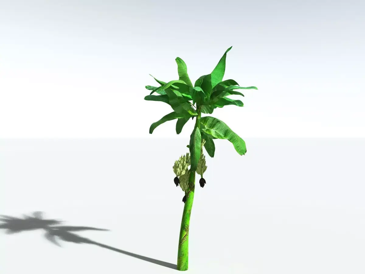 EVERYPlant Banana Plant 3D model