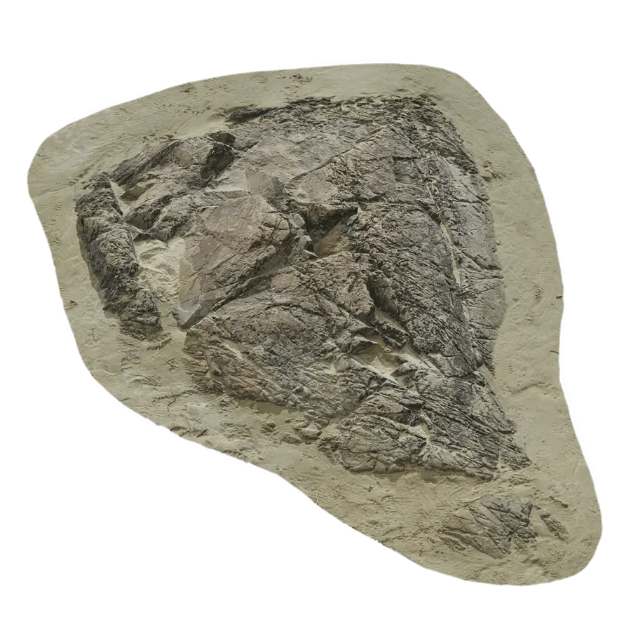  Large Low Cracked Beach Rock Model  purchase