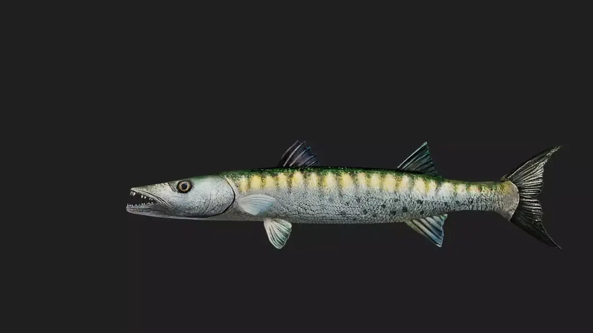 Barracuda Low-poly 3D model purchase