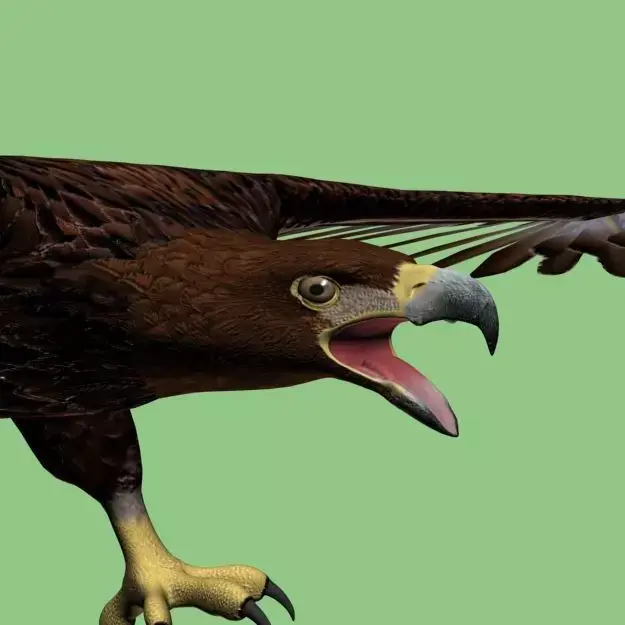 GoldenEagle eagle 3D model