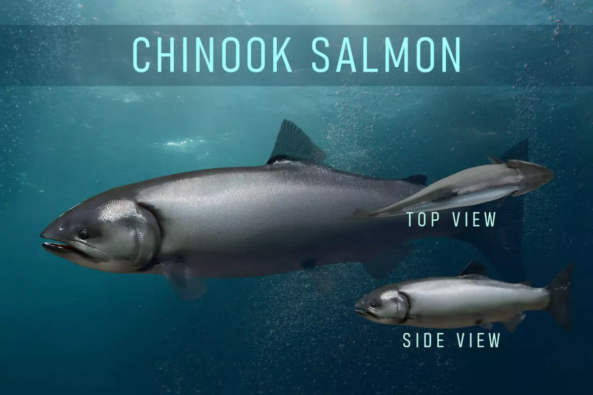 Chinook Salmon Low-poly 3D model