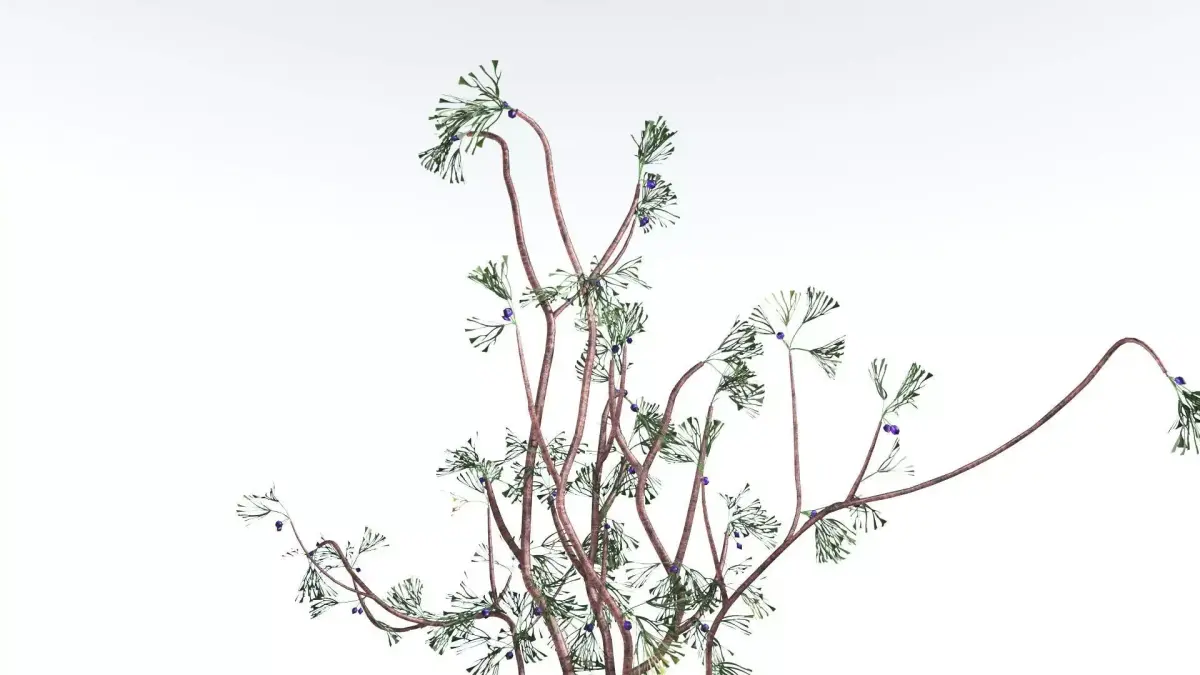 EVERYPlant Baiera LowPoly 2 --14 Models-- Low-poly 3D model