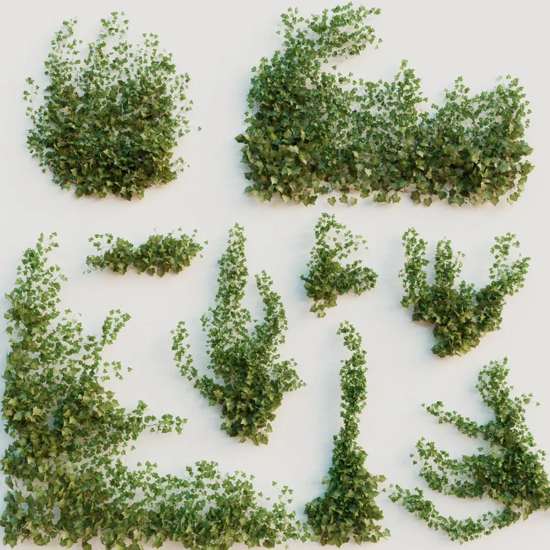 Ivy Collection 3D model