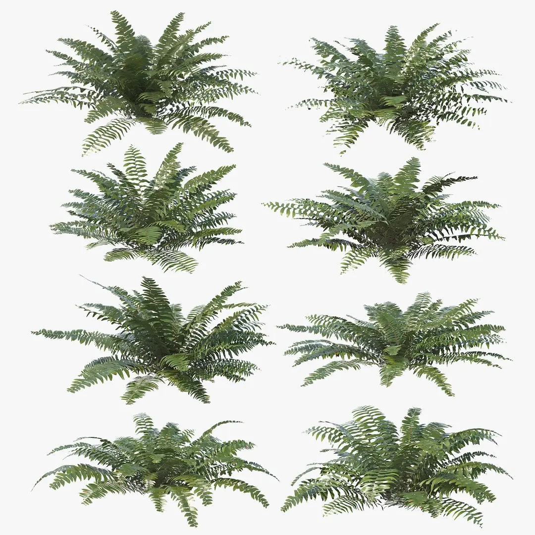 Sword Ferns 01-08 with LODs 3D model