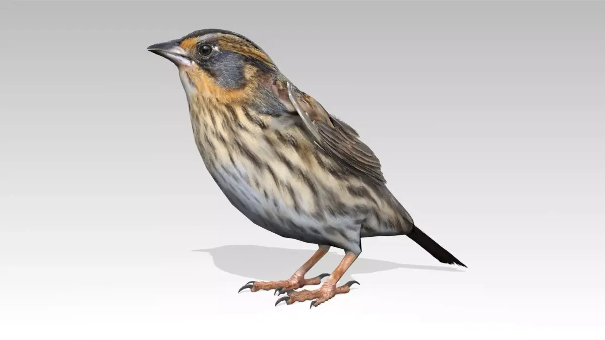 Saltmarsh Sparrow Low-poly 3D model