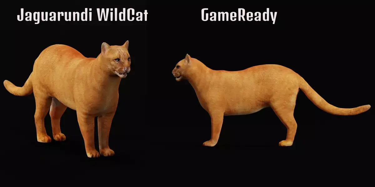 Jaguarundi Wildcat Animal Free 3D model