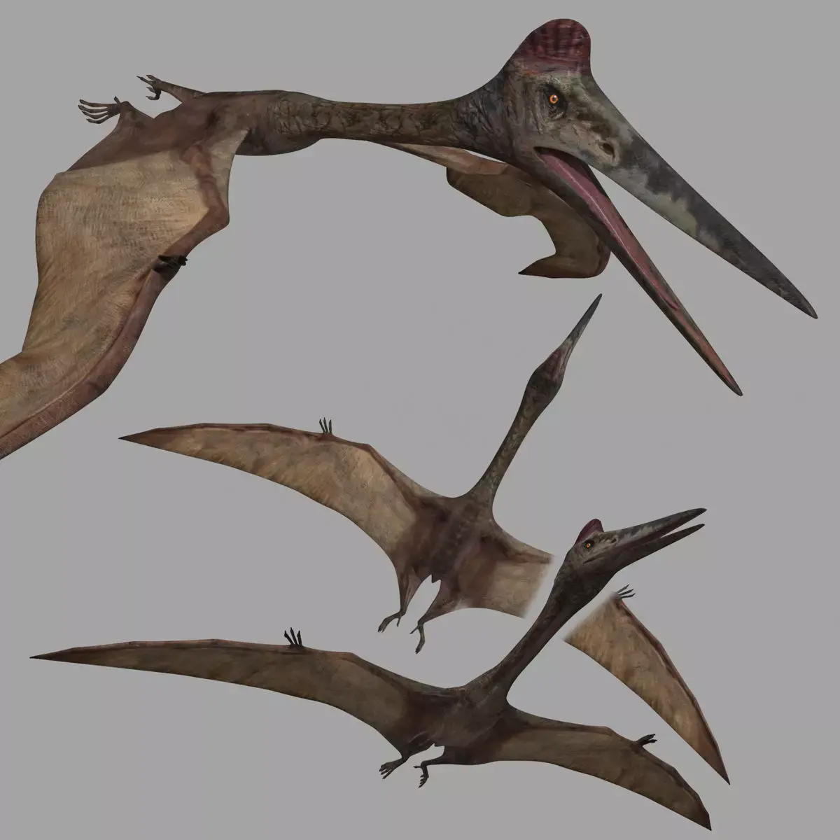 Quetzalcoatlus HD - 3d animated model Low-poly 3D model