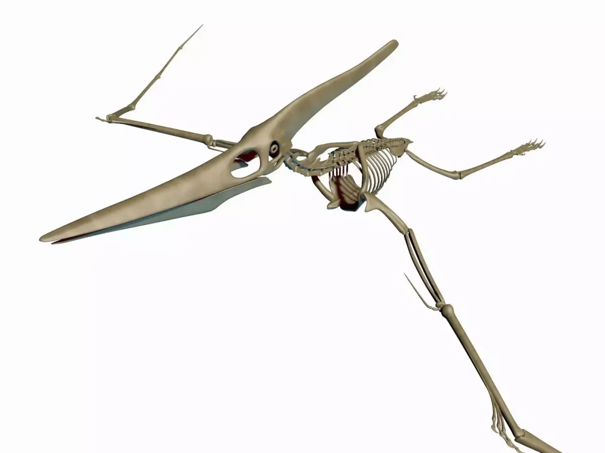 Dino Pteronodon Skeleton 3D model 3D model