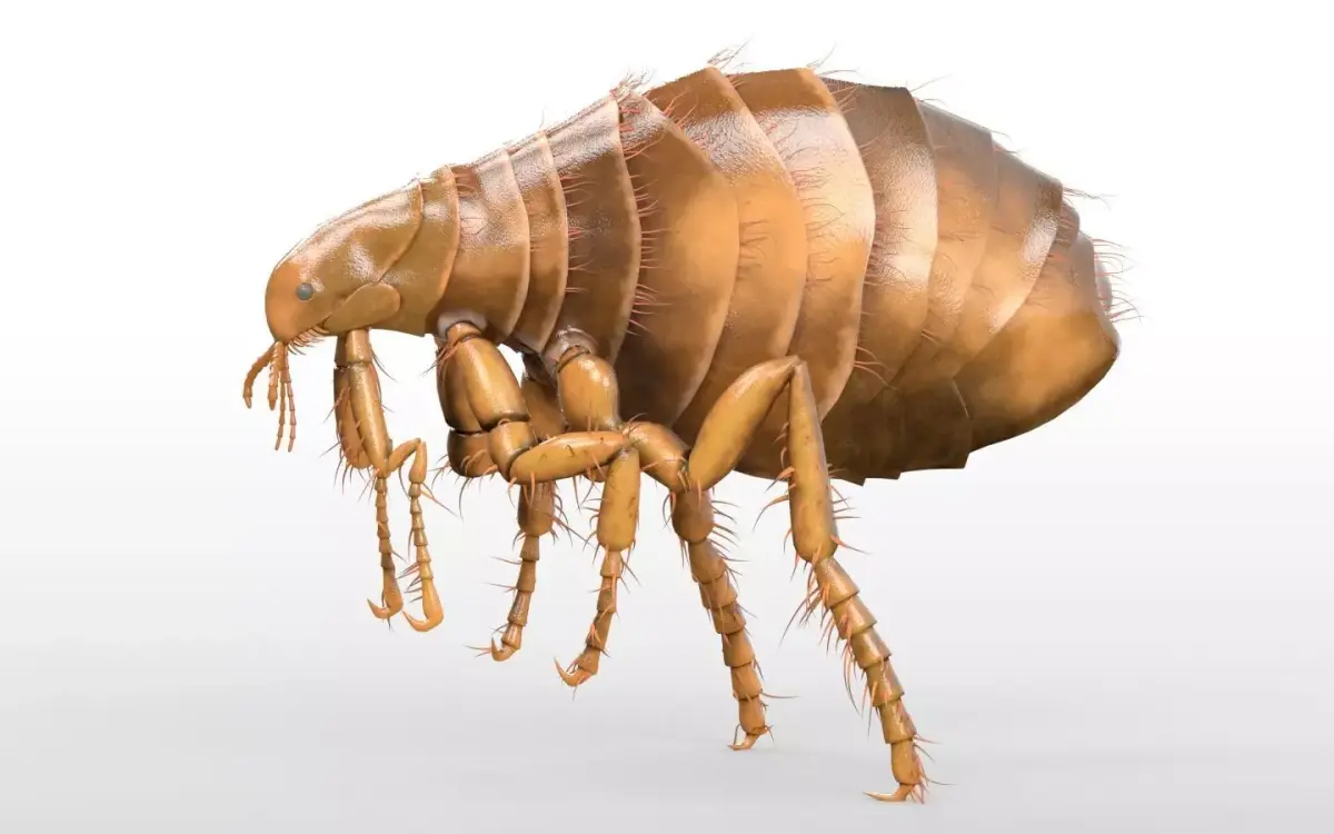 Flea Insect Low-poly 3D model