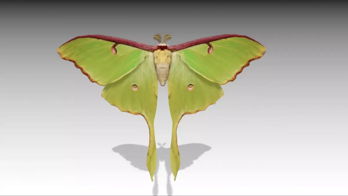 Luna Moth Low-poly 3D model