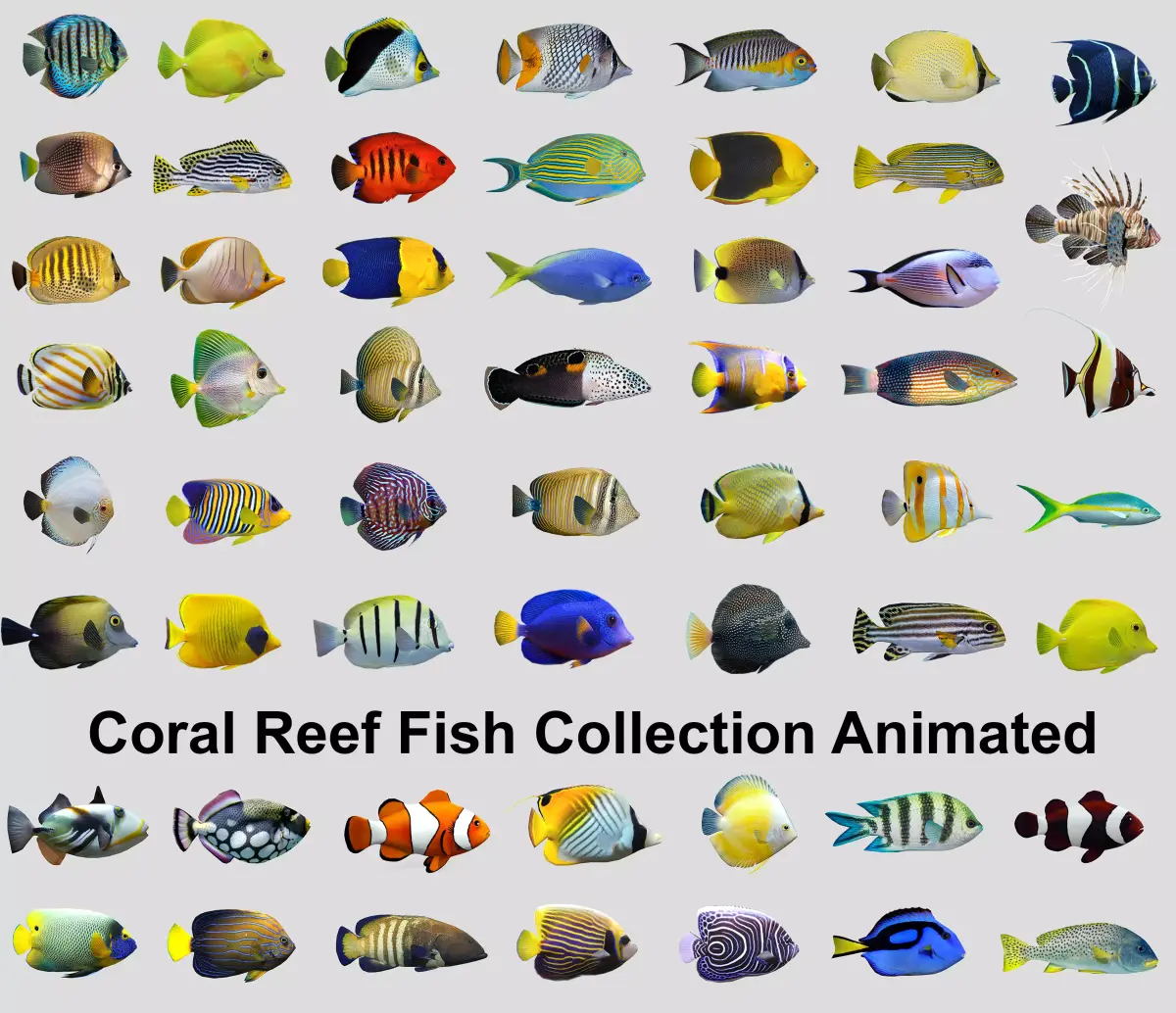 Coral Reef Fish Collection Animated Low-poly 3D model
