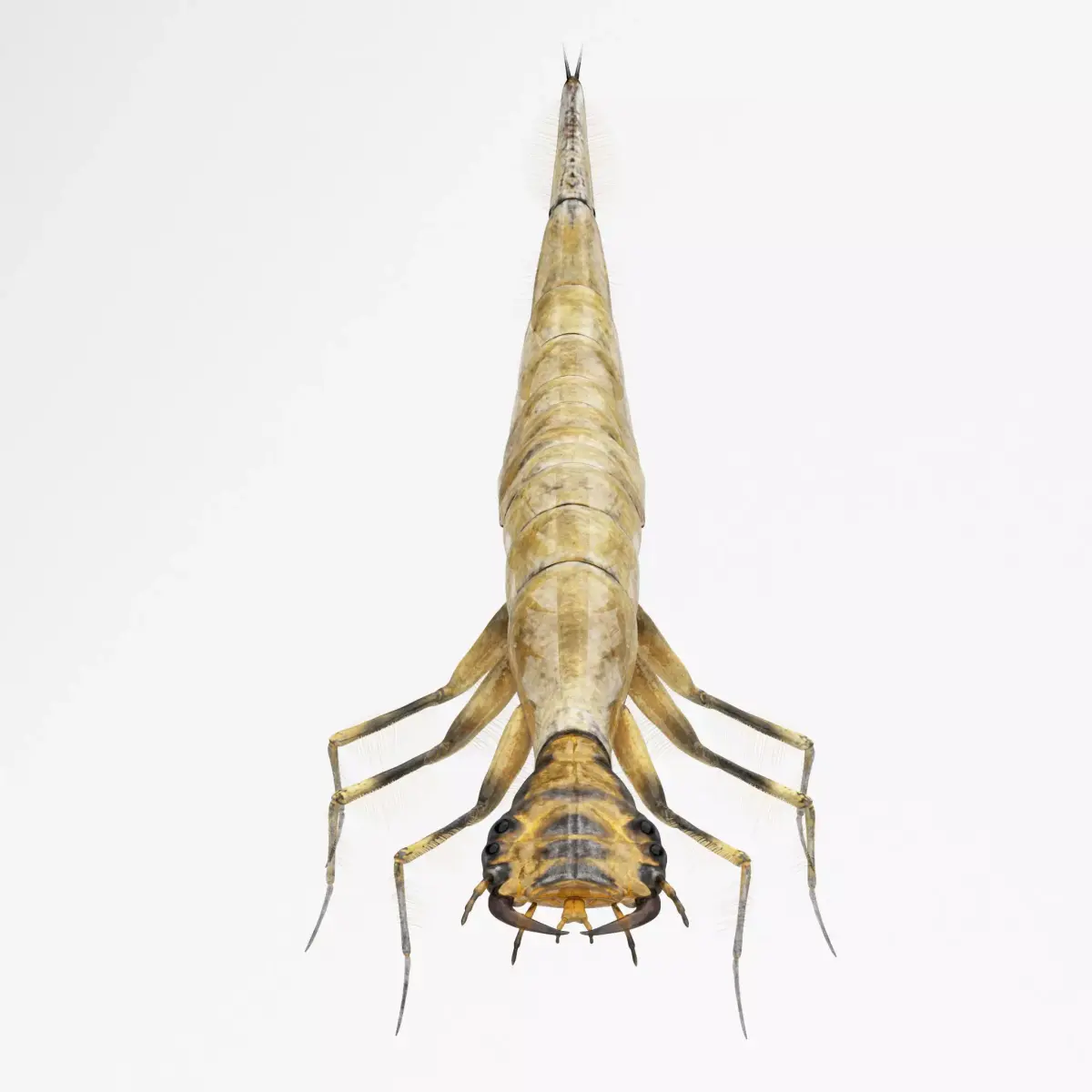 Acilius Sulcatus Larvae Rigged Animation 3D model