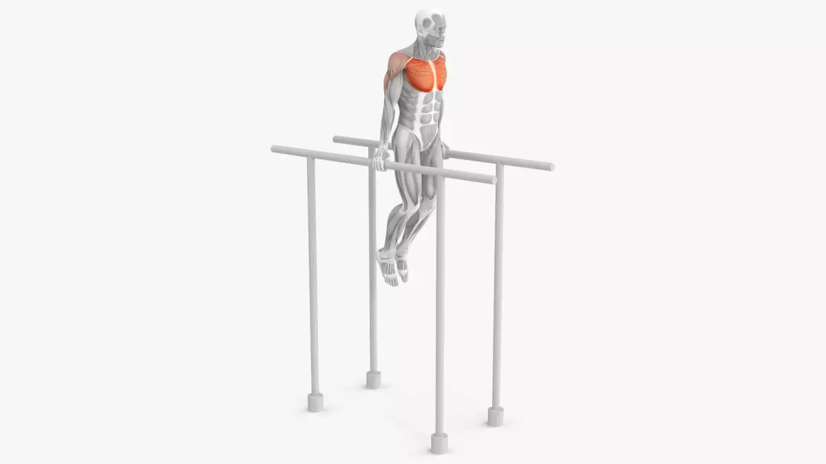 Male Muscular System Chest Dip Animated Rigged 3D model purchase