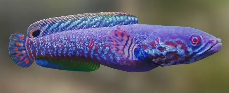 Purple Channa 3D model