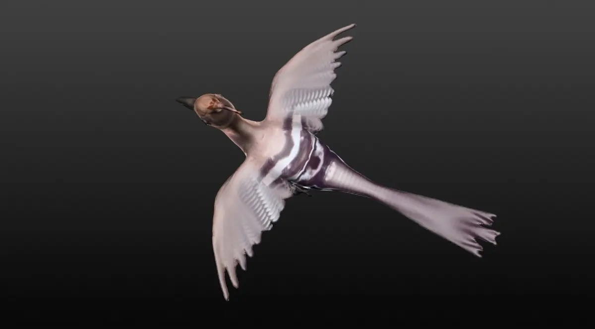 hoopie bird 3D model