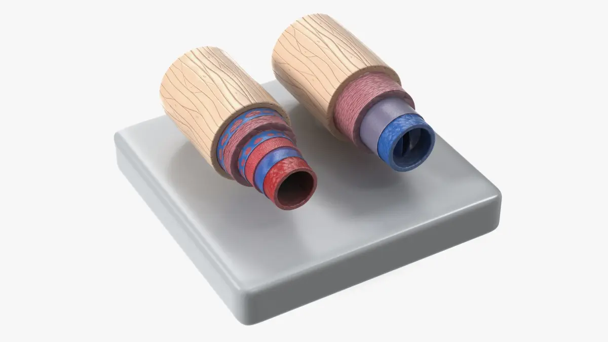 Anatomical Model Blood Vessels in Cross Section 3D model