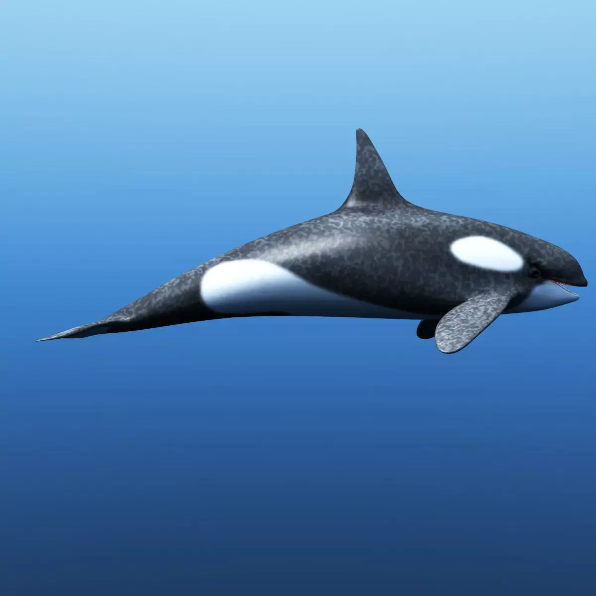 Killer Whale 3D model purchase