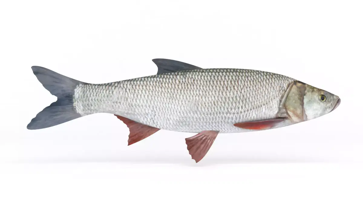 Asp Fish 3D model