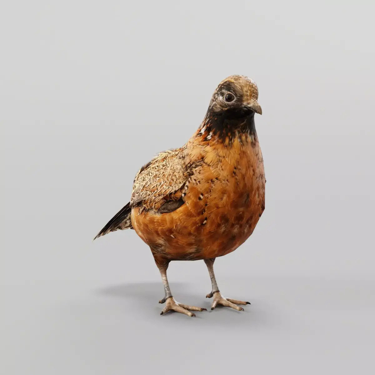 Masked Bobwhite Quail Bird Animal Low-poly 3D model