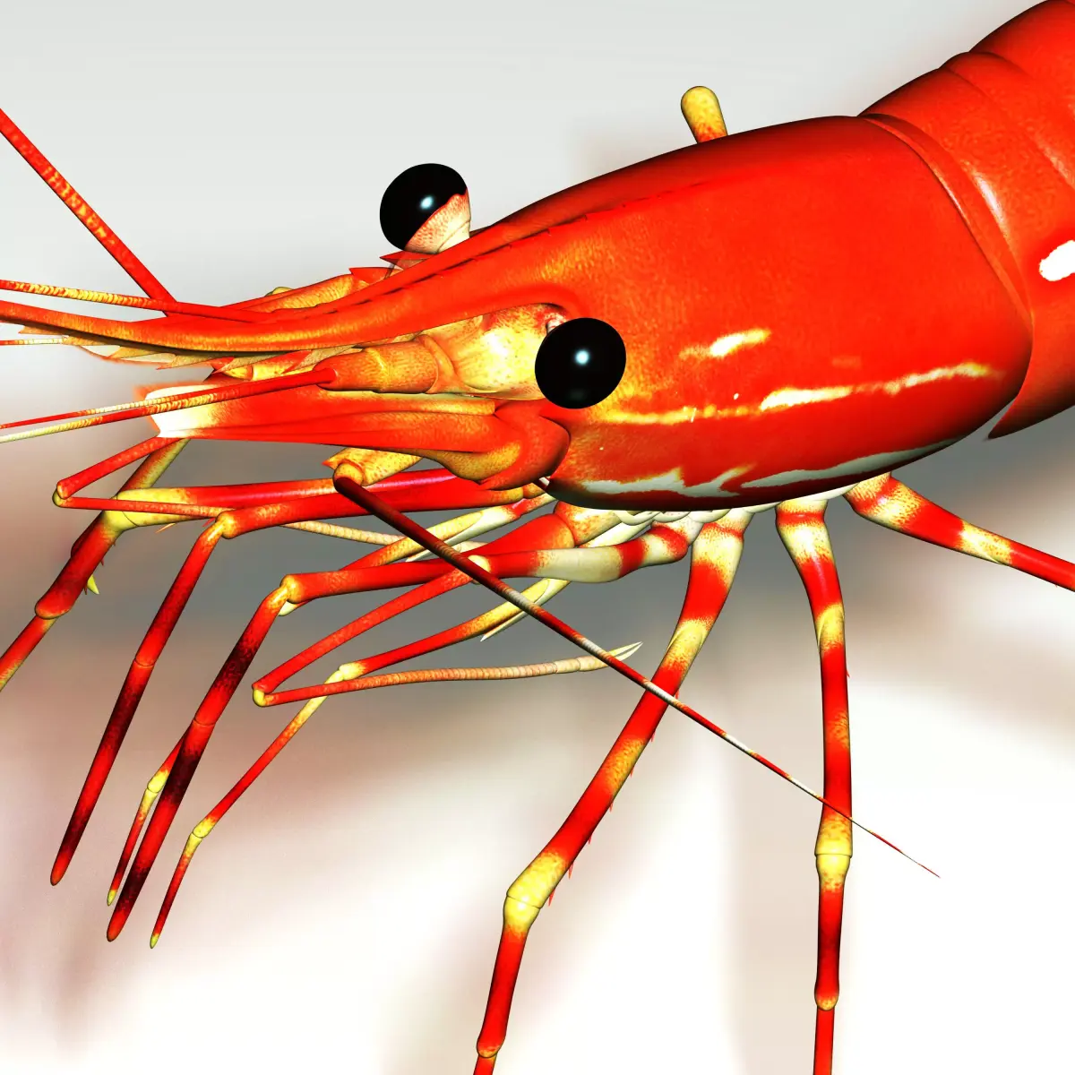 Shrimp 3D model order